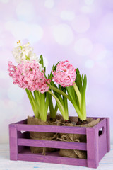 Hyacinth in crate on table on bright background