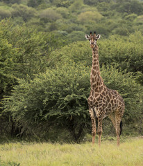 giraffe in south africa