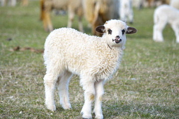 Obraz premium Lamb baby