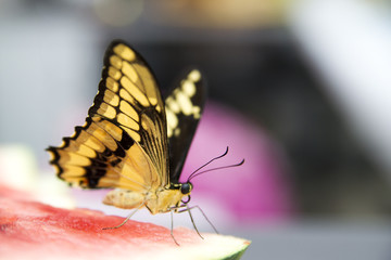 Live butterfly closeup