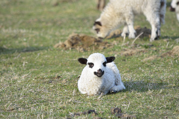 Lamb baby