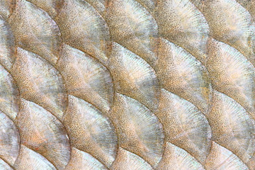 Natural background from fish scales (The Common Bream). © Kletr