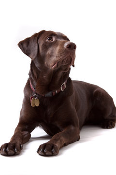 Chocolate Labrador Dog on white background