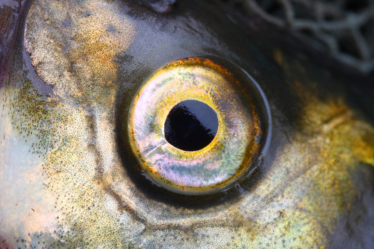 Close up of a fish eye (The Common Bream - Abramis brama). Stock