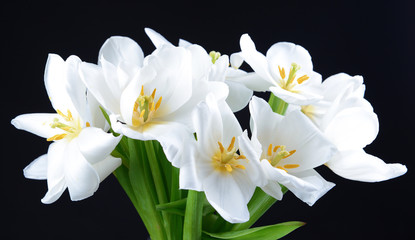 Fototapeta na wymiar Beautiful bouquet of white tulips isolated on black