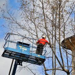 worker assigned to the pruning