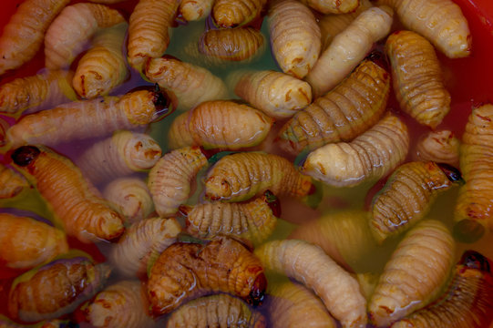Edible palm weevil larvae (Rhynchophorus phoenicis) from the Amazon