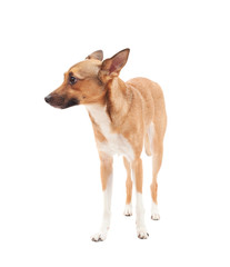 small elegant dog golden color on a white background isolated