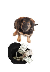 dog and money on a white background isolated