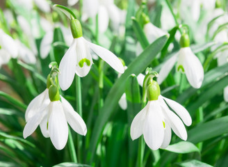 Obraz premium Snowdrops