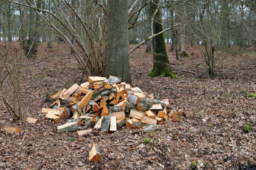 Tas de bois coupé en forêt