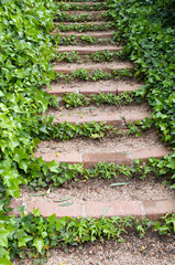 Stairs with ivy