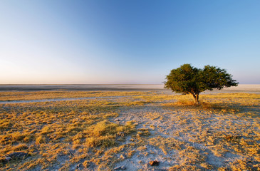 Baobabs on Kubu island in winter
