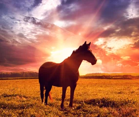 Fototapeten Landschaft mit Pferd im Sonnenaufgang © Ivan Kruk