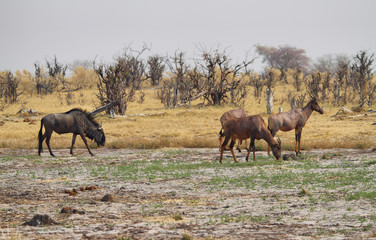 Fototapeta premium Small group of red hartebeest and one wlidebeest