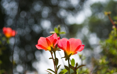 Pink flowers and blur background