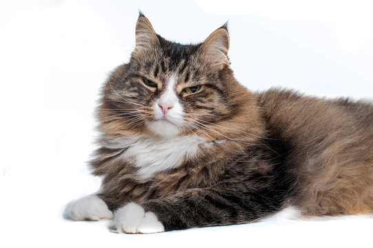 Serious siberian cat isolated on white background