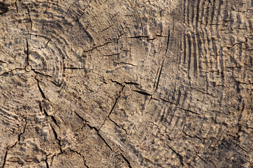 Wood