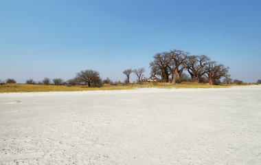 Baobabs on Baines Baobab in winter, Botswana