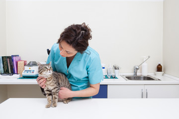 Young female veterinary caring of a cute cat