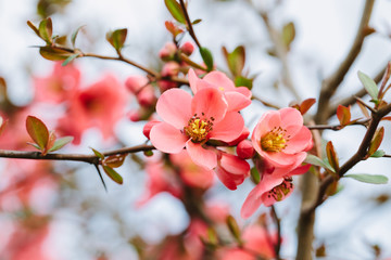 Spring Blossoms - 63254864