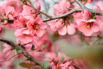 Türaufkleber Frühlingsblüten © Aurelio