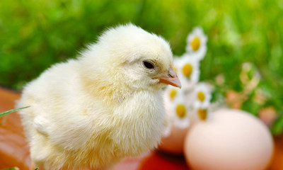 Little chicken and egg on the grass