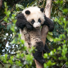 Cute Panda