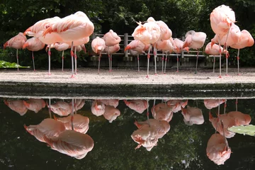Papier Peint photo Lavable Flamant Flamingos
