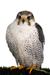 A Peregrine Falcon poses for the camera