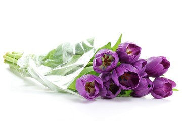 Tulpen isoliert auf weißem Hintergrund