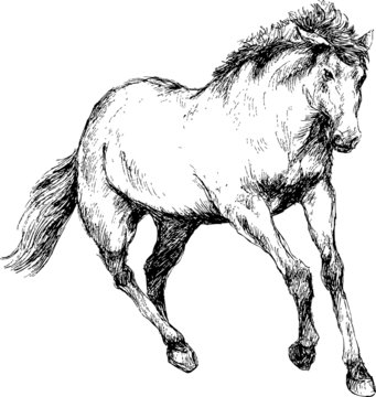 hand  drawn horse
