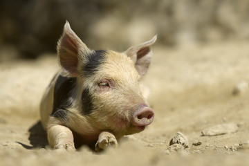 Faules Ferkel