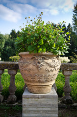 garden pot