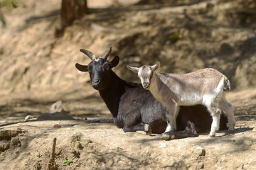 Ziegenfamilie in freier Wildbahn