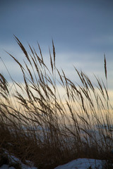 Fototapeta premium Wiesengräser