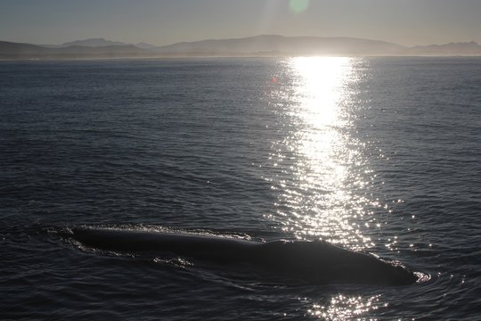 Balena