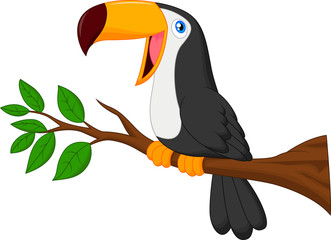 Cute toucan bird cartoon © tigatelu