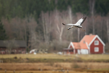 Crane bird in for landing