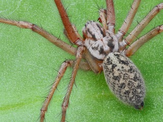 Extreme sharp and detailed photo of spider