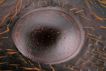 Extreme sharp and detailed study of large ant eye