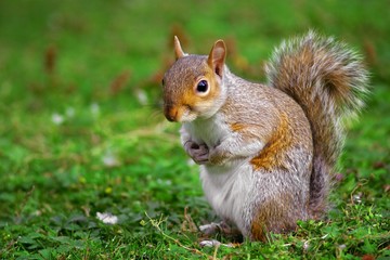 Fototapeta premium A gray squirrel on the ground with a blurred background.