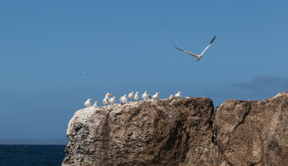 Fototapeta premium Birds in the waves