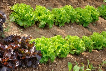 jardinage