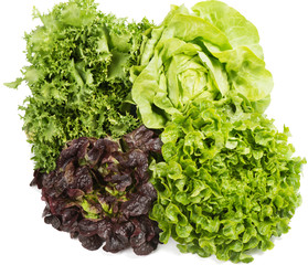 Lettuce (Lactuca sativa L.) several types. © denira