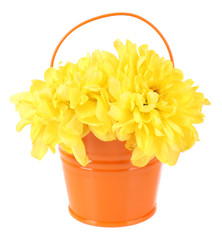 Beautiful chrysanthemum flowers in bucket isolated on white
