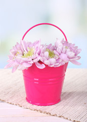 Beautiful chrysanthemum flowers in bucket
