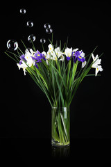 Beautiful irises on black background