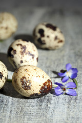 Fototapeta premium Easter composition with violets flowers in egg shells