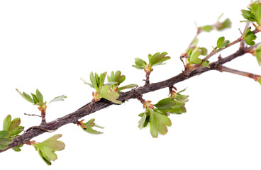 Leaf bud isolated on white